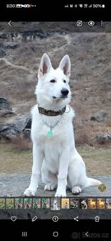 Bíly švýcarsky ovčák - 5