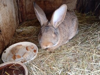 Prodám mladého samce na chov. - 5