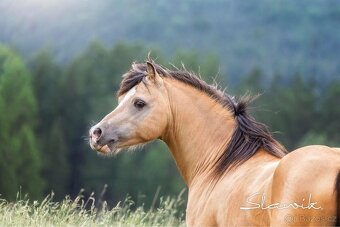 Připouštění Welsh mountain Pony - 5