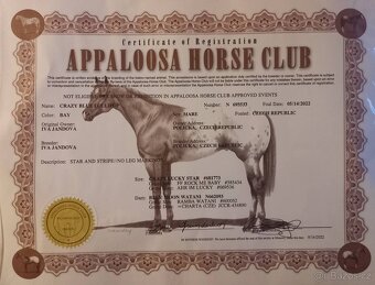 Tříletá klisna Appaloosa - 5