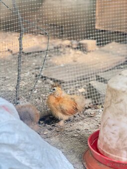 Kuřátka Silkie bantam (zdrobnělé hedvábničky) - 5