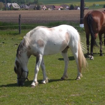 Sportovní pony - 5