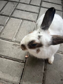 Daruji Králíčka do dobrých rukou - 5