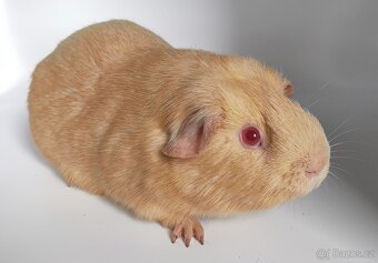 Nabídka morčátek z chovatelské stanice - 5