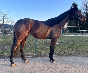 Prodám nadějnou A1/1 klisnu - 5