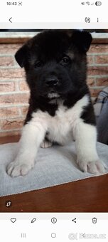 Štěňátka americká akita - 5