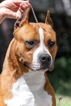 Americký stafordšírský teriér - 5