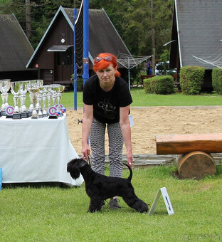 Knírač malý černý - top šteňátka s PP - 5