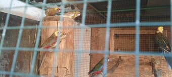 Prodám Rosela Penant straka - 5