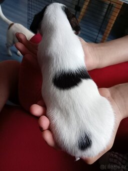 Jack russel teriér - 5