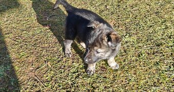 Atraktivní štěňata - 5