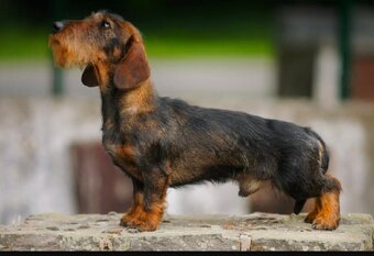 Jezevčík drsnosrstý trpasličí - 5