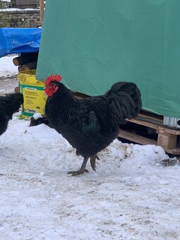 Kohout Žeržejský obr x Hempšírka - 5