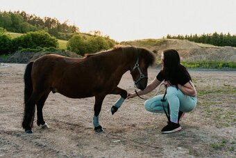 Pronájem shetland pony - 5