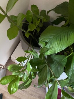 Pokojové rostliny - 5