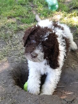 Lagotto romagnolo ( italský vodní pes) - 5