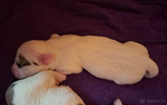 Štěňátko Coton de Tulear - 5