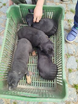 Kříženec labradora - 5
