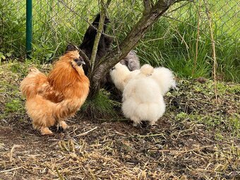 Hedvábnička velká 8-10dní 🐣🐣🐣 - 5
