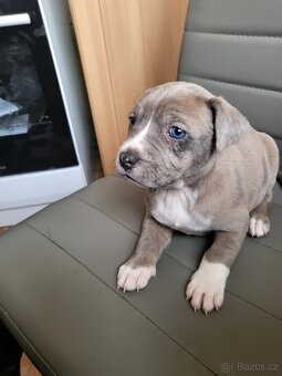 Stafordšírský bulterier - 5