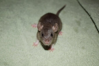 Potkani - fuzz, standard, dwarf - 5