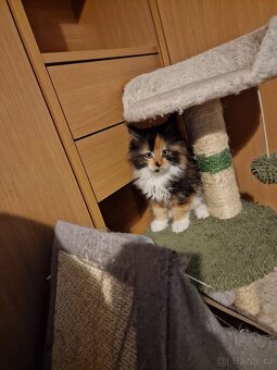 Mainská mývalí bez PP - 5