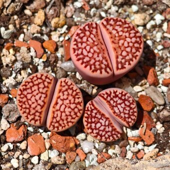 Lithops - Conophytum - 5