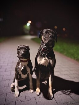 Fenečka pittbula a cane corso - 5