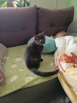 Britské kotě, britský kocour, britská kočka - 5