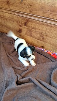 Biewr jokšír teriér - 5