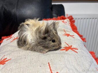 🐹MORČE , MORČATA , MORČÁTKA samičky - 5