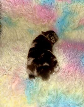 Pomeranian Pomerian Pomik s PP - 5