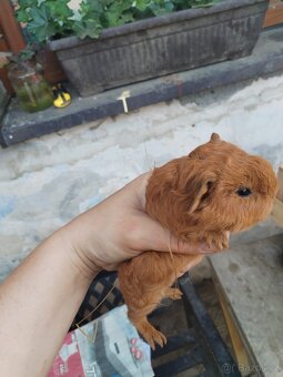Švýcarský Teddy s kalifornskou kresbou s pp - 5