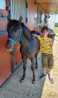 Roční valach otec QH, matka welsh+A1/1 - 5