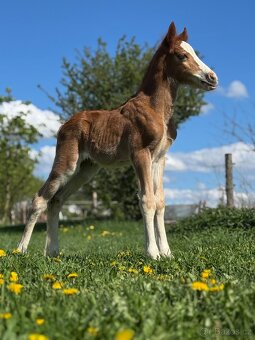 Welsh cob - hřebeček (možnost luxusní páry do kočáru) - 5