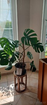 Monstera albo - 5
