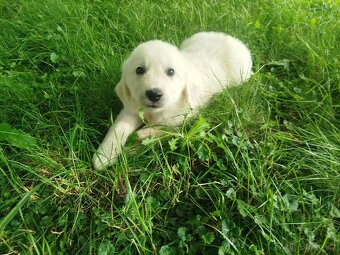 Zlatý retrívr / retriever - 5