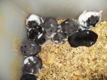 Křeček ZLATÝ vymazlená mláďata. - 5