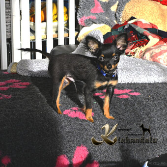 Ruský toy štěně s PP FCI - 5