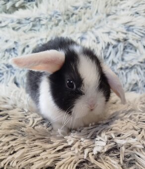 Minilop - anglický zakrslý beránek s VP - 5