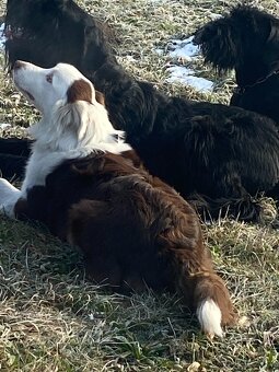 Australský ovčák - 5