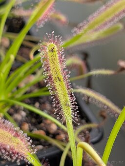 Rosnatka kapská, Drosera capensis - 5