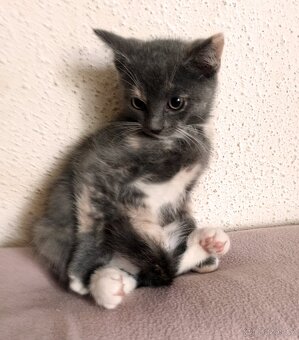 koťátka Ragdoll 50 % - 5