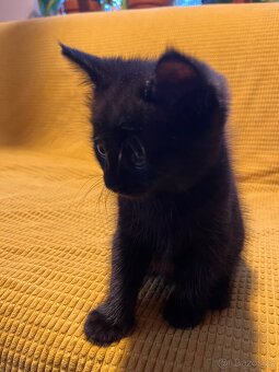 Poloperske kotatko černé - 5