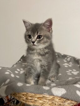 koťátko bez PP (kocourek tmavý) - 5