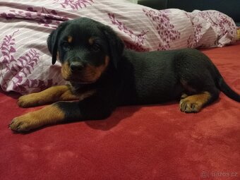 Nabízím rotvajler štěňátka - 5