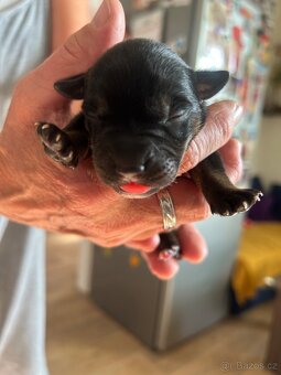 Štěňata křížence - 5