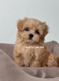 Maltipoo F1 caramel 3 měsíce 1500€‼️ Momi - 5