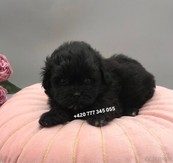 Maltipoo F1 caramel 3 měsíce 1500€‼️ Momi - 5