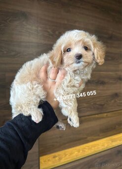 Maltipoo F1 fenka Kamila - 5